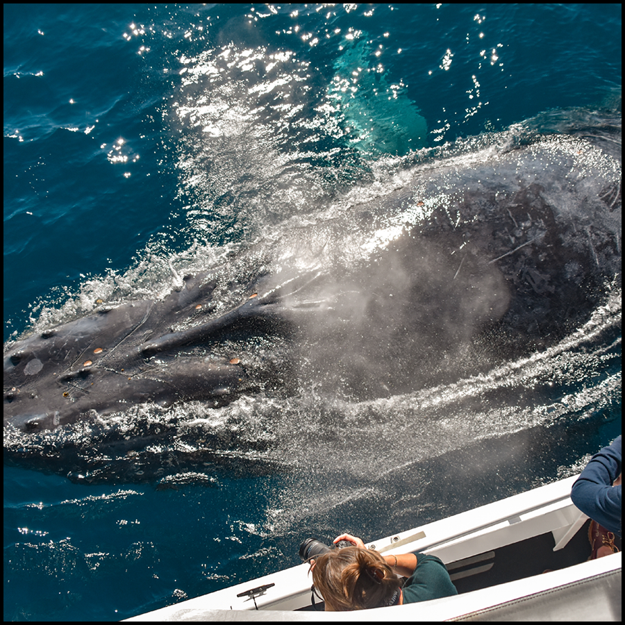 Whale Watching In Mooloolaba On Whale One Powered By Sunreef