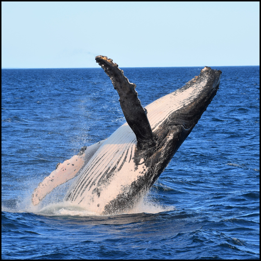 Whale Watching In Mooloolaba On Whale One Powered By Sunreef