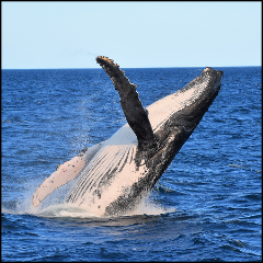  Whale Watching Cruise on Whale One