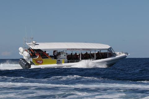 Full Boat Charter for Snorkelling Mudjimba Island on Wild One