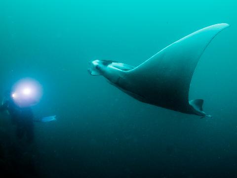 Canon Collective Photography Double Dive on Local Reefs