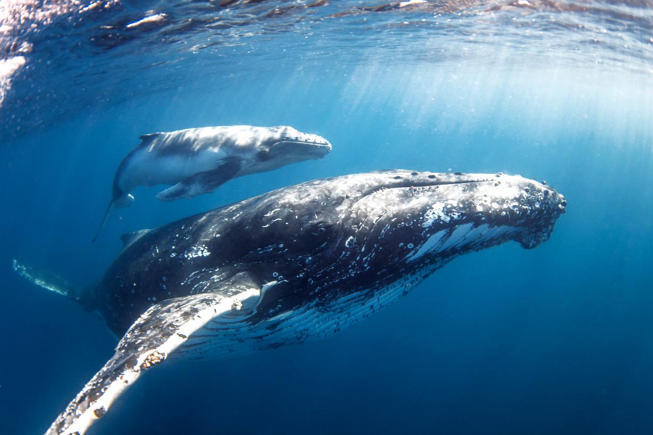 swim with whales tour