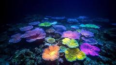 Afternoon and Night Reef Fluoro Double Dive 