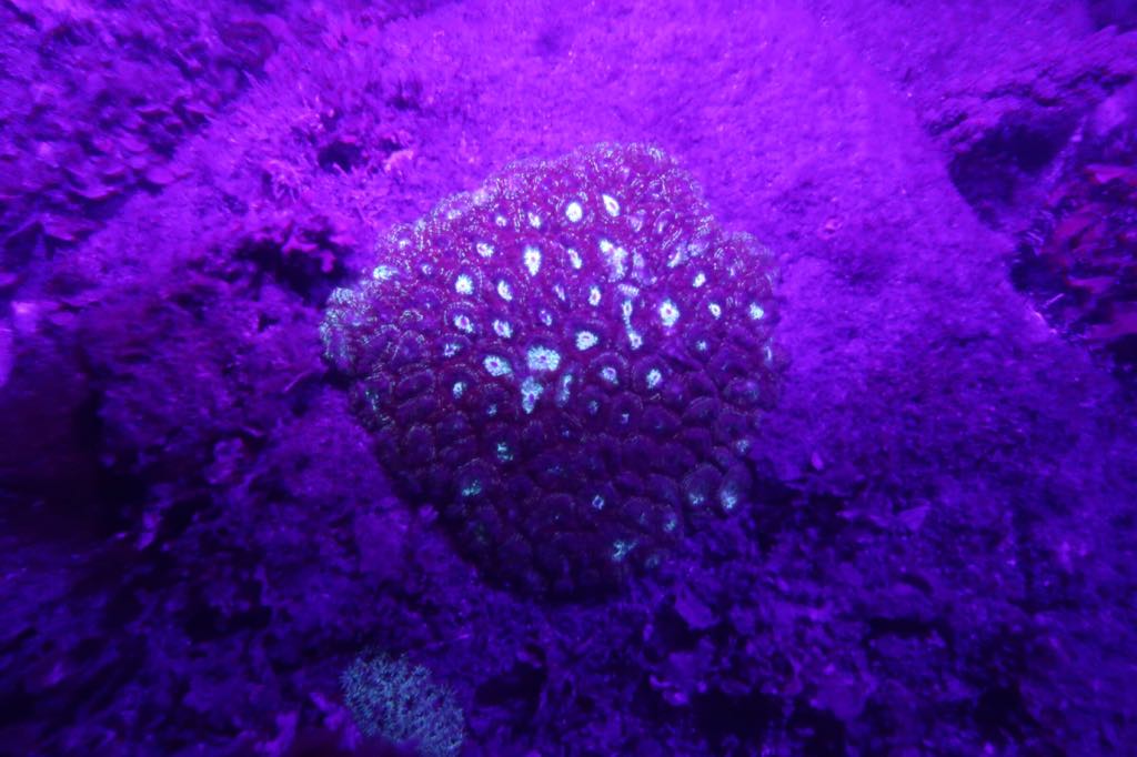 Flouro Night Reef Single Dive