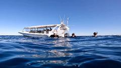 Full Boat Charter for Whale Watching on Wild One