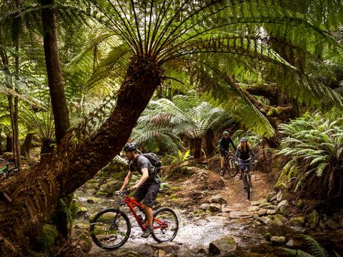 Blue Derby Pods Ride 4-Day Experience Tasmania Australia