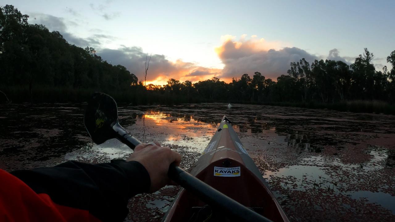 Kayak the Flooded Gunbower Forest on Reedy Lagoon at SUNSET (90 minutes)