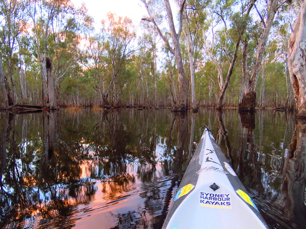 Sunset in the Flooded Gunbower Forest - 90 minutes