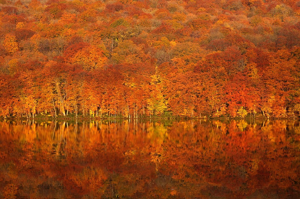 Autumn - Oct 27 - Nov 5, 2020