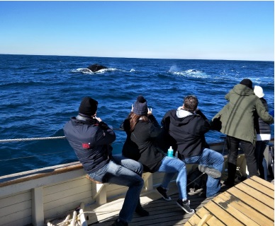 Whale & Sail - Whale Watching Cruise