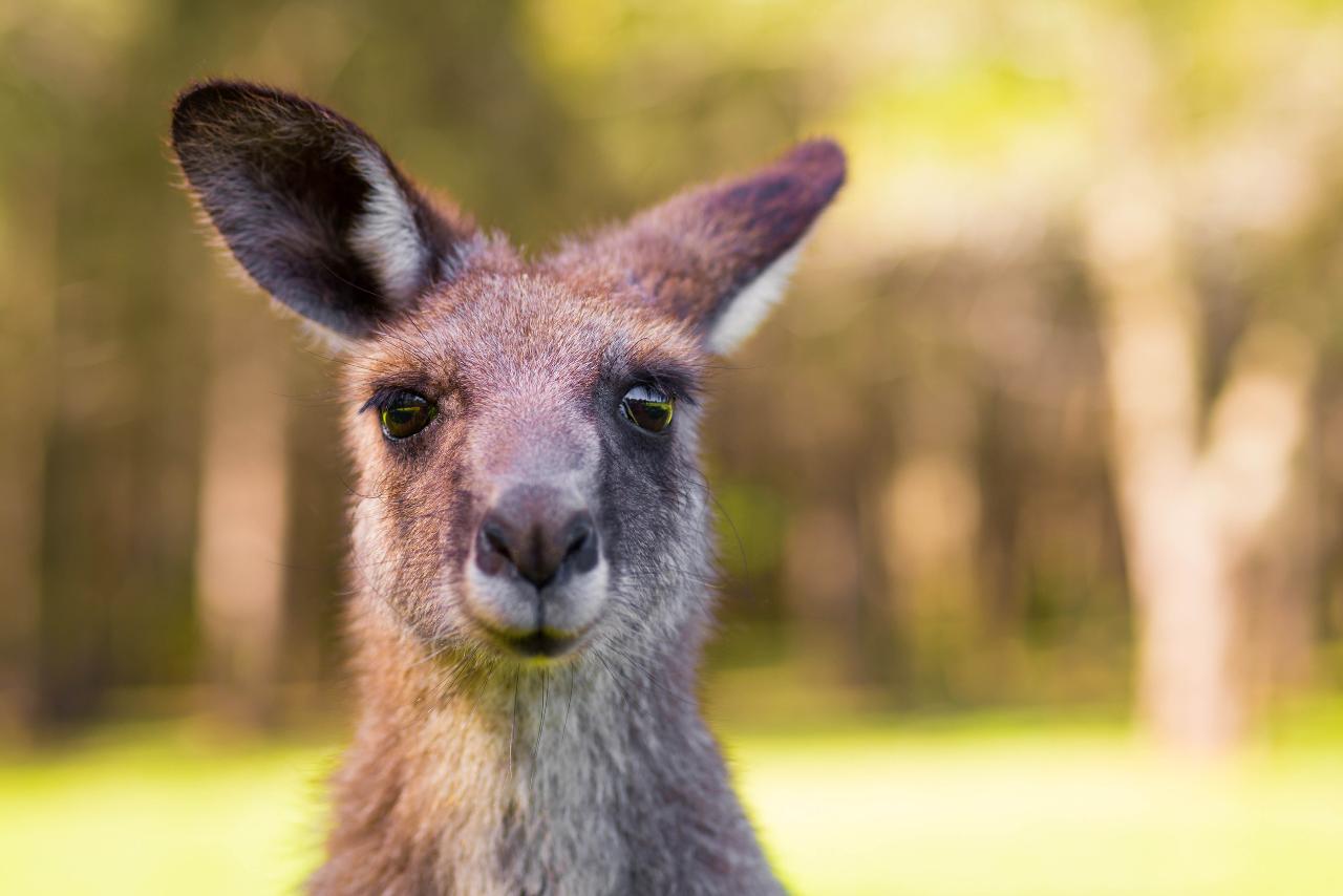 Yarra Valley Wine and Wildlife Self-drive Tour