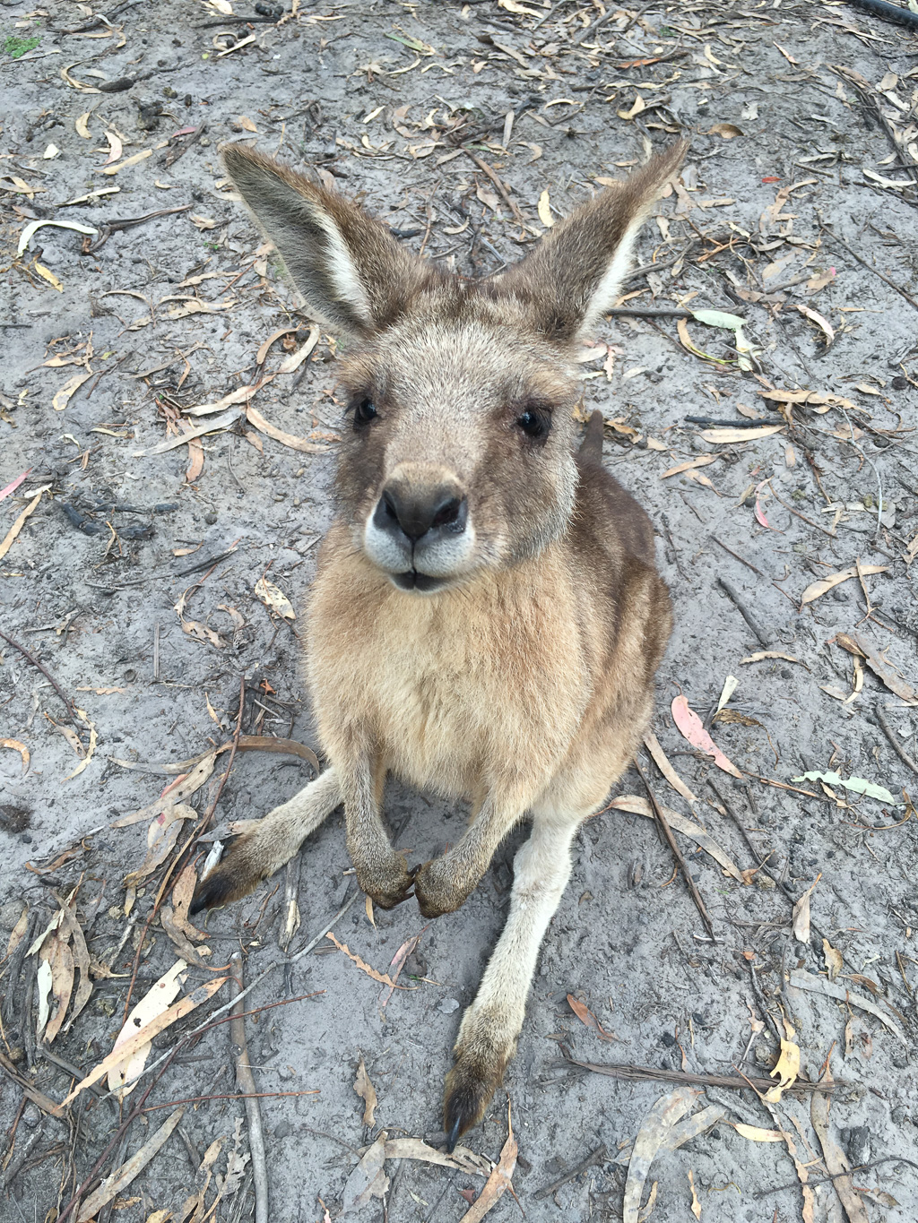 3 Day - North East Tasmania - Bay of Fires and Freycinet Peninsula