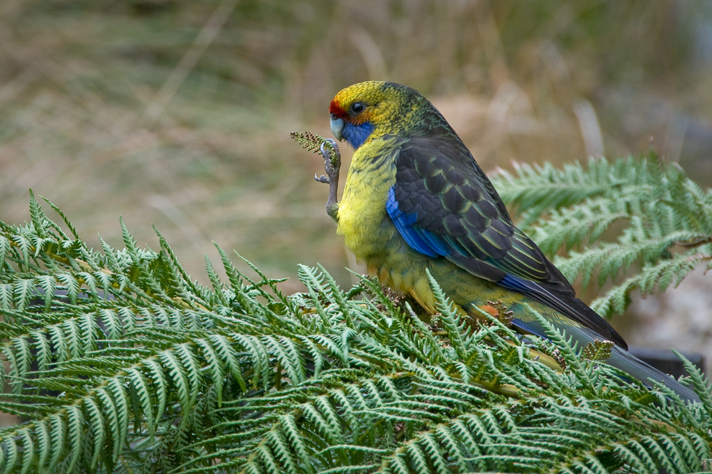 3 Day - North East Tasmania - Bay of Fires and Freycinet Peninsula