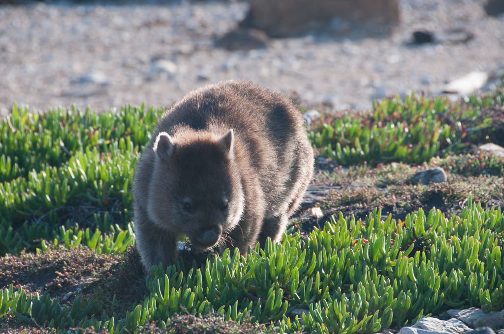 3 Day - North East Tasmania - Bay of Fires and Freycinet Peninsula