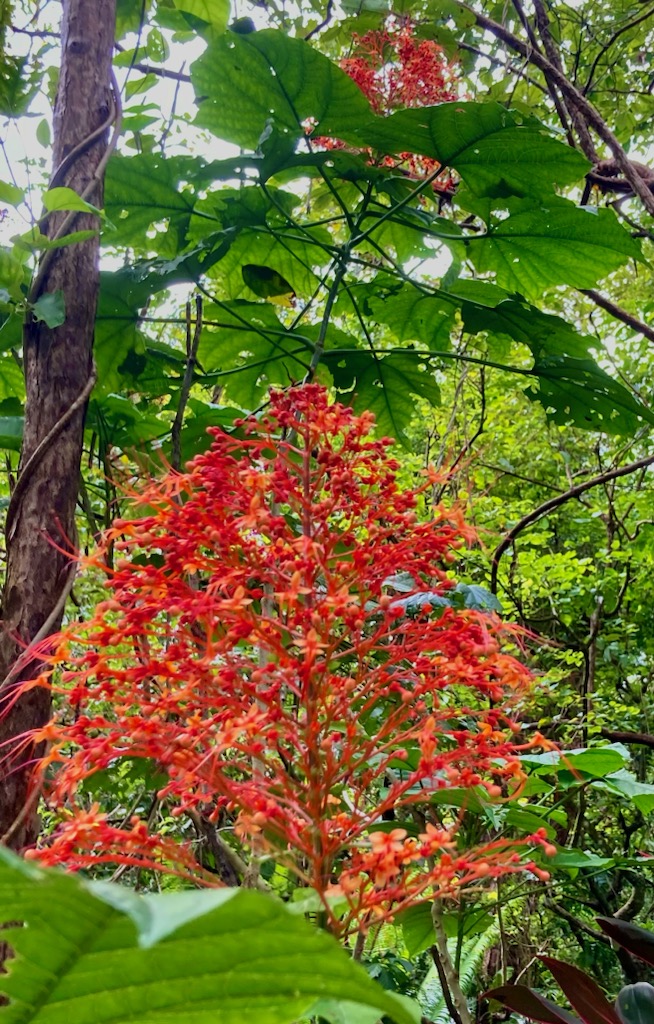 4-Hour Private Tropical Garden Tour