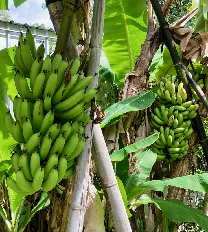 4-Hour Private Tropical Garden Tour