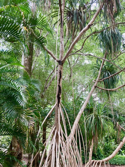 4-Hour Private Tropical Garden Tour