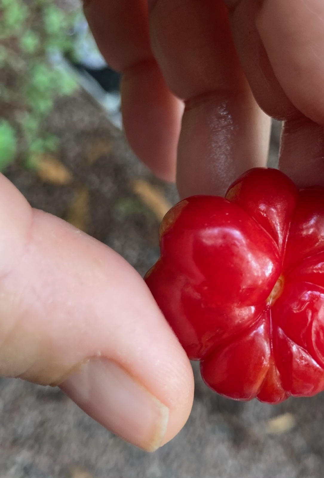 4-Hour Private Tropical Garden Tour