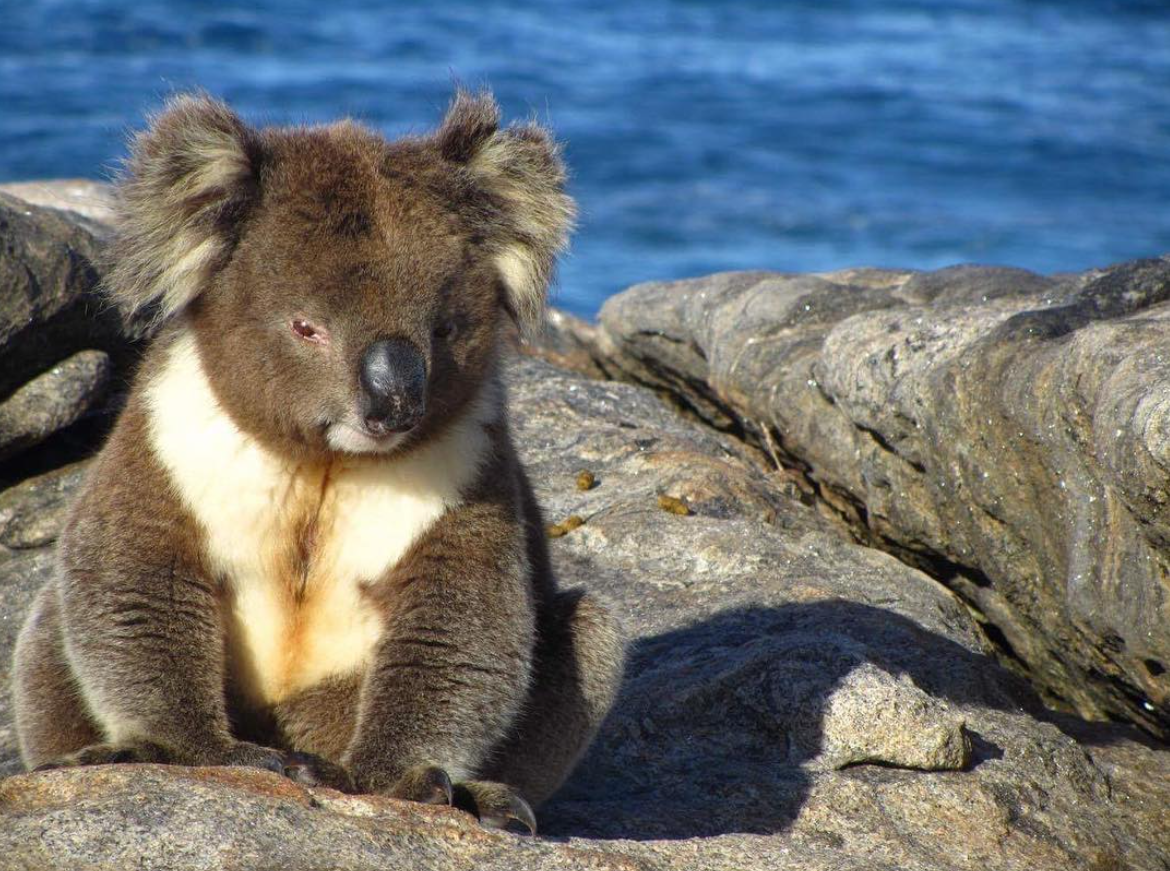 Adelaide: Kangaroo Island 2 Day 1 night Wildlife Adventure