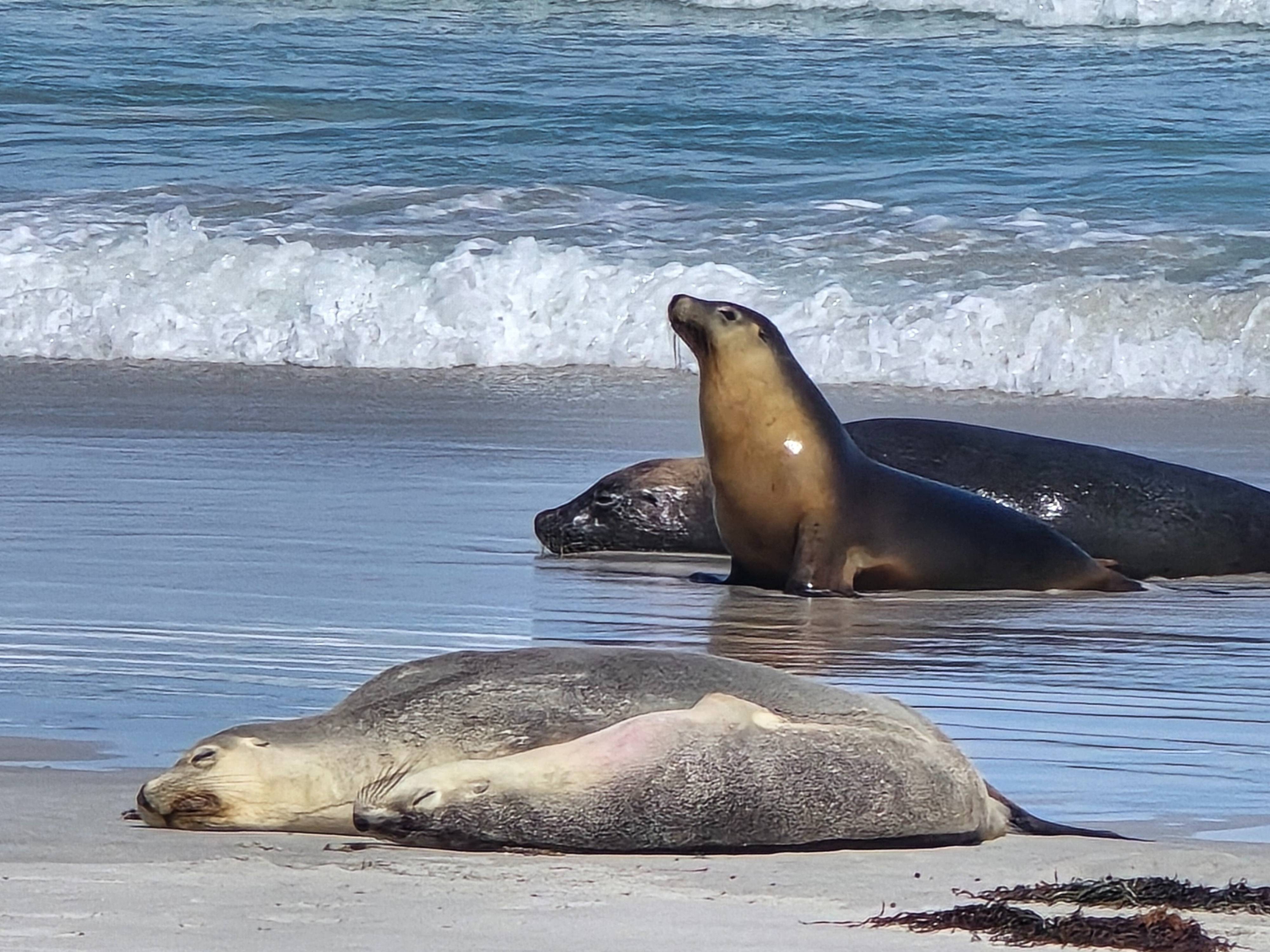 Adelaide: Kangaroo Island 2 Day 1 night Wildlife Adventure