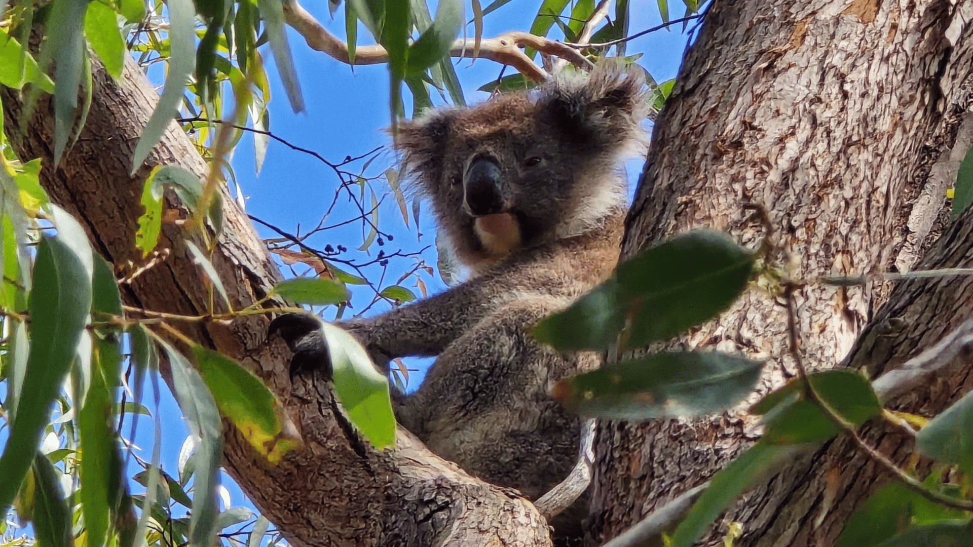 Adelaide: Kangaroo Island 2 Day 1 night Wildlife Adventure