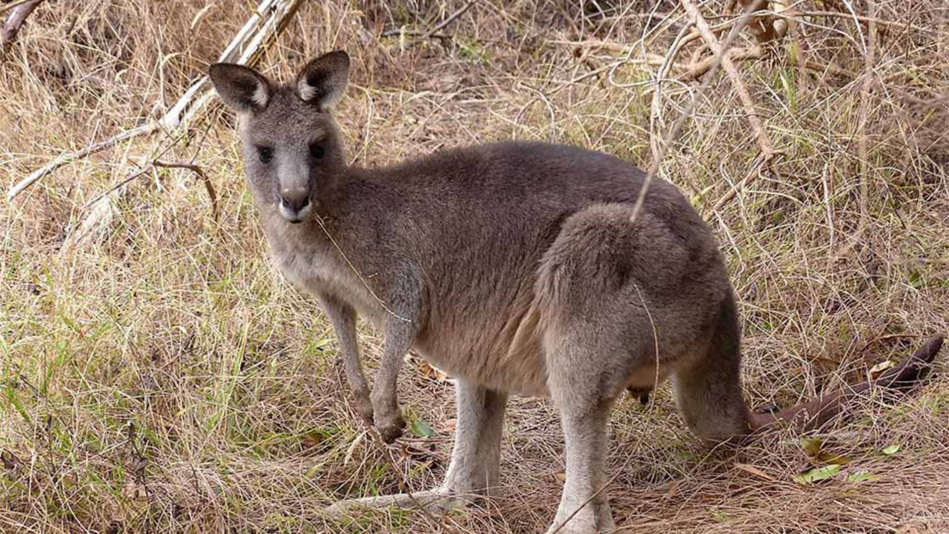 Adelaide: Kangaroo Island 2 Day 1 night Wildlife Adventure