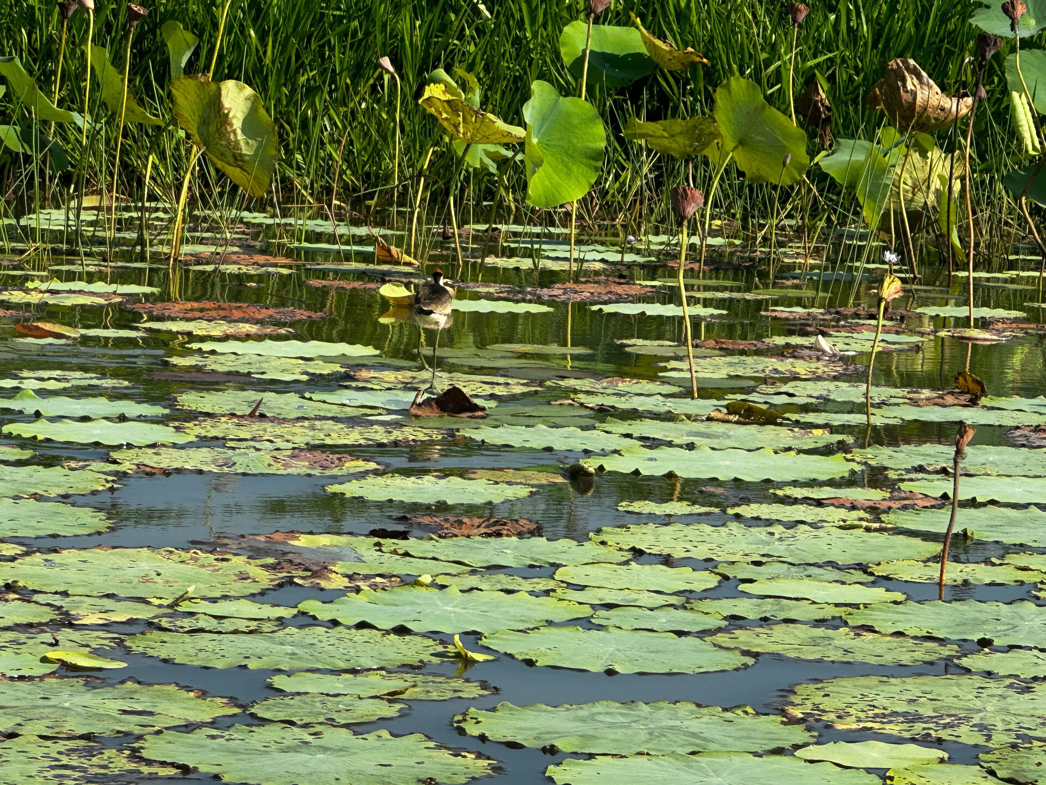 3-Day Kakadu/Litchfield 4WD Expedition (May to Oct) Day