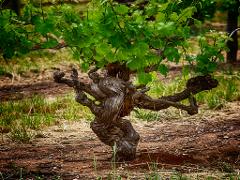 Barossa Valley Voyager - Book Direct & Save