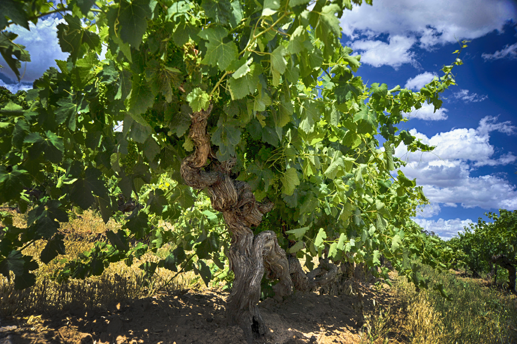 Barossa Valley Voyager - Small Group Tour - Book Direct & Save