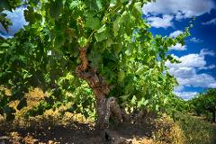 Barossa Valley PRIVATE TOUR for Cruise Ship Passengers