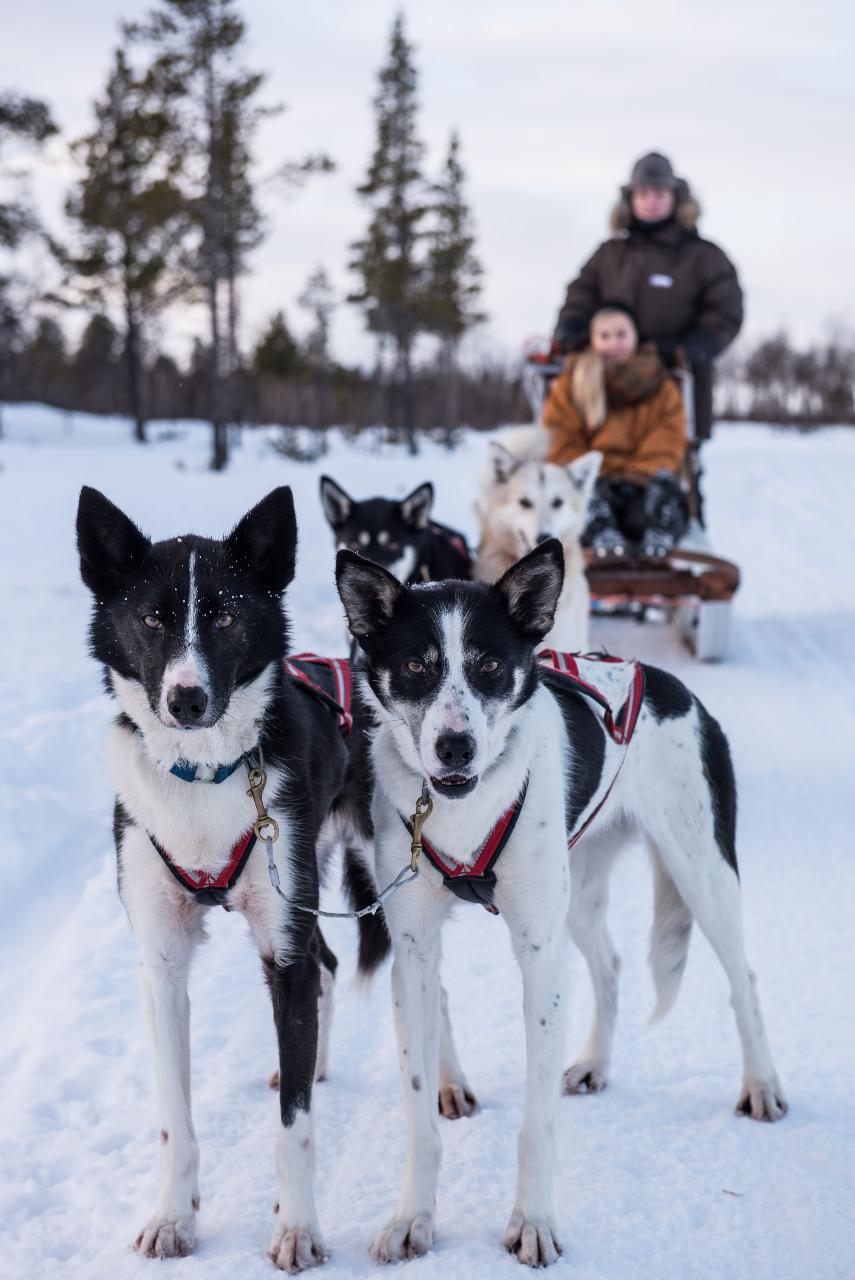 Husky Dream - drive your own team 12.00   Huskydröm - kör ditt eget spann 12.00