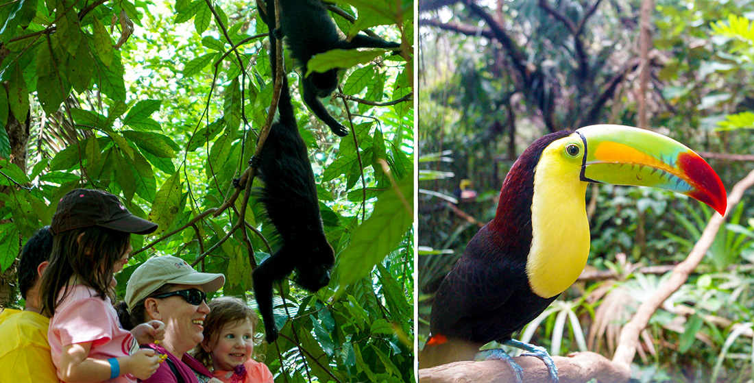 Belize Zoo & Baboon Sanctuary Combo (10 - 13 pax)