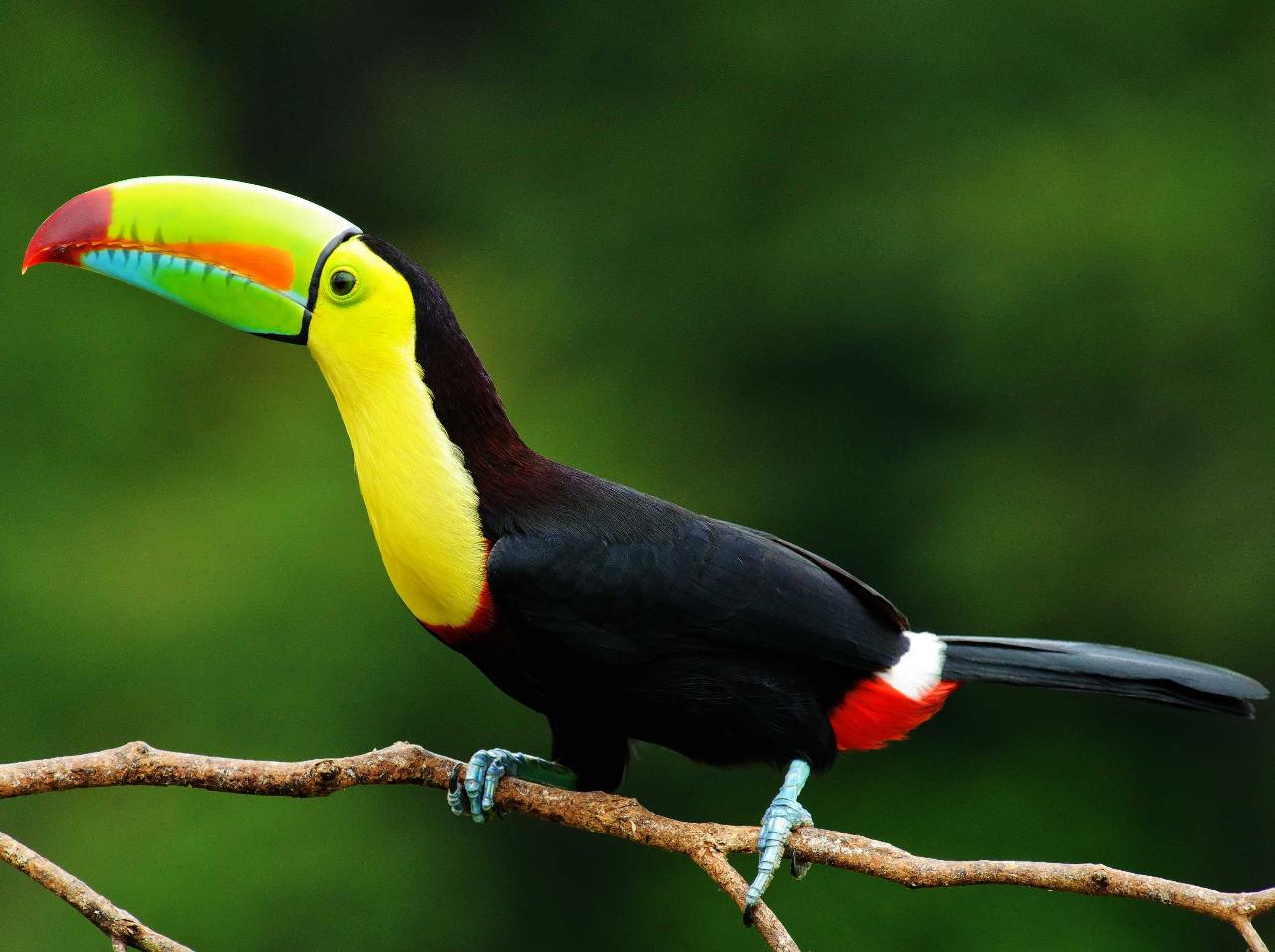 Birding Tour (Half Day - No lunch) 2pax