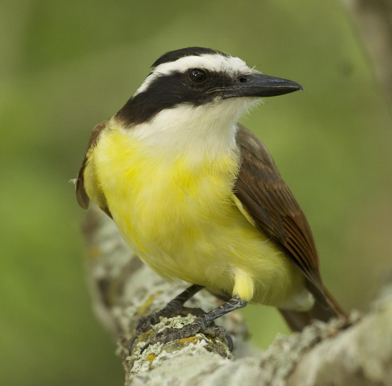 Exotic Bird Watching Vacation Package (Option 1)