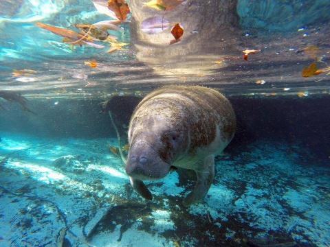 Crystal River Florida Manatees, Manatees