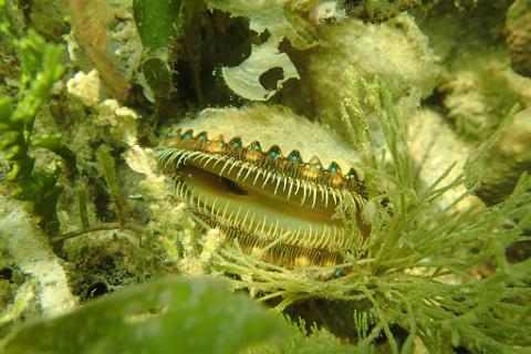 Scalloping In Crystal River Florida  Sodium Digital Series - Episode 7 