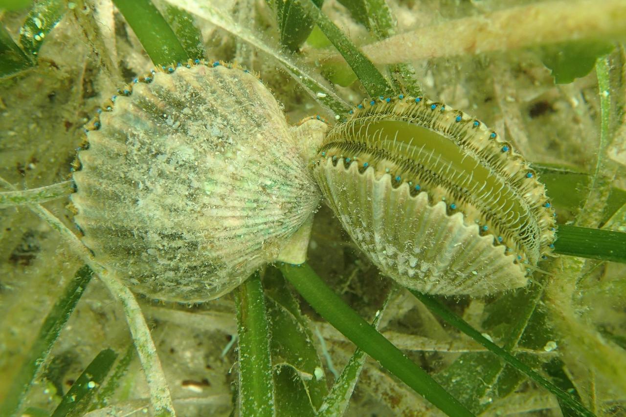 Guided Scalloping in Crystal River with Captain Mike! - Plantation on ...