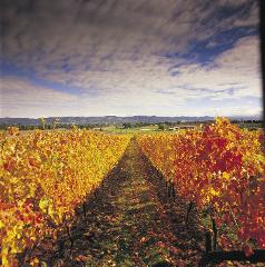 Yarra Valley Wine Daytour (Private)