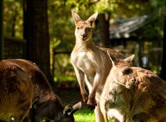 Yarra Valley Wildlife, Wine & Food Daytour (Private)