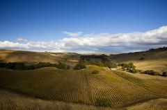 Geelong Wine Daytour (Private)