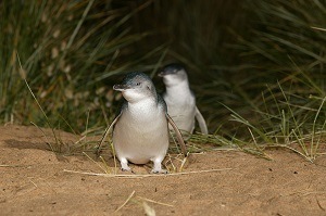 WCE2020 Penguins Tour