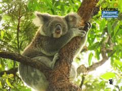 Koala Virtual Tour 
