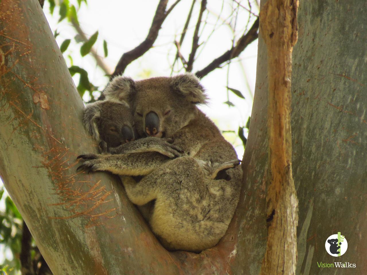 kontakt koala tour