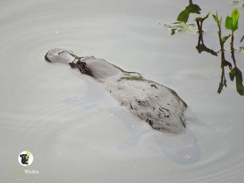 jennifer lopez platypus walk