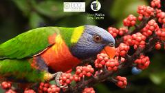Bird Watching Tour with Local Ecologist 