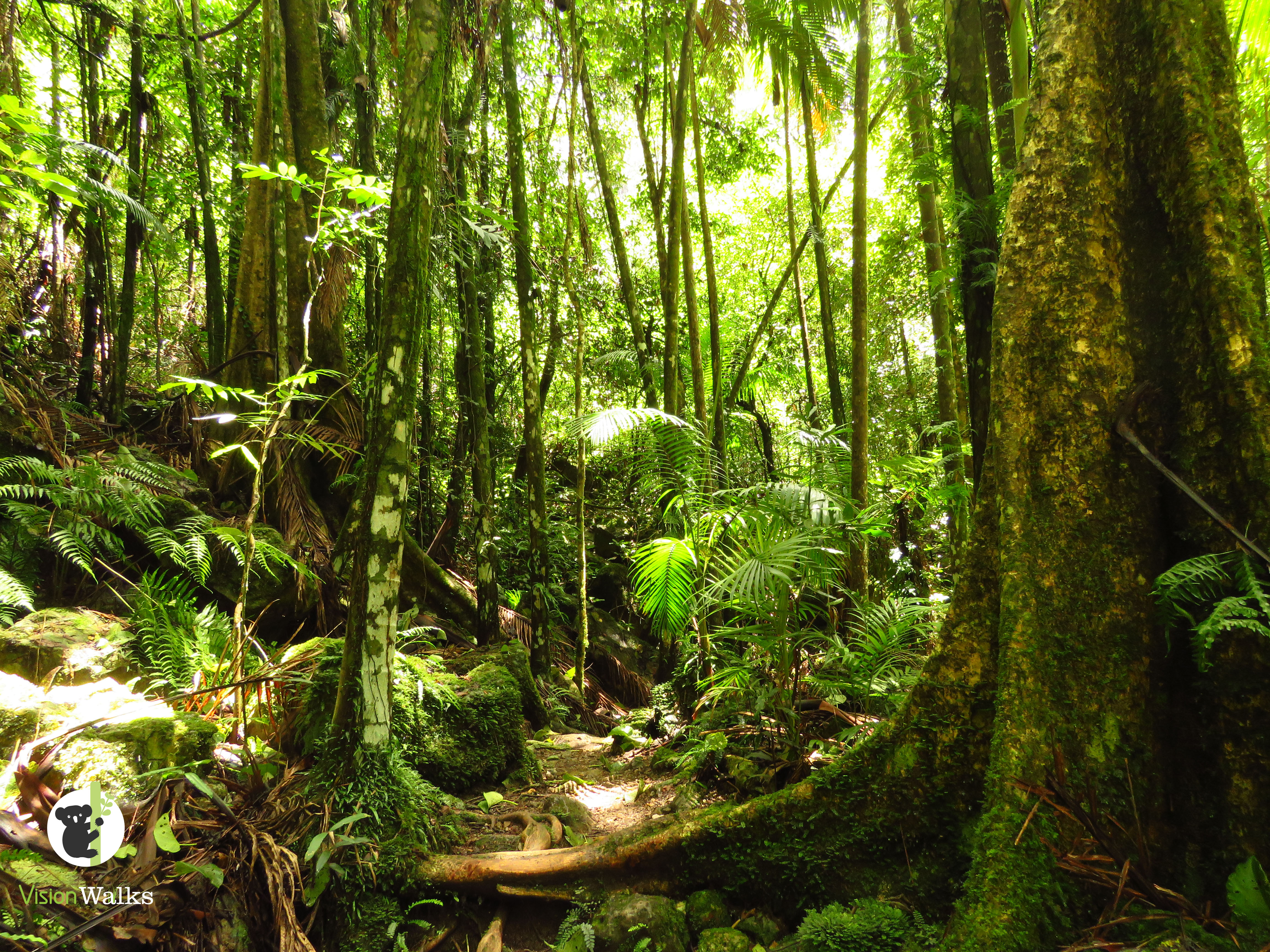 Minyon Falls (Long) Walk