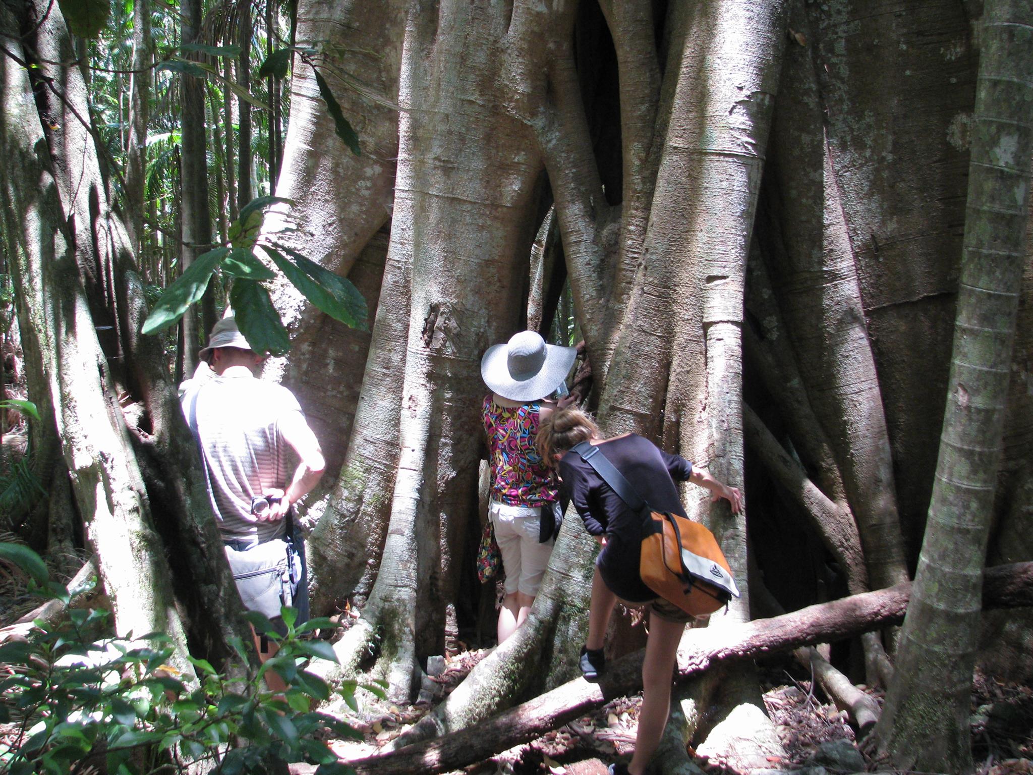 Minyon Falls (Long) Walk