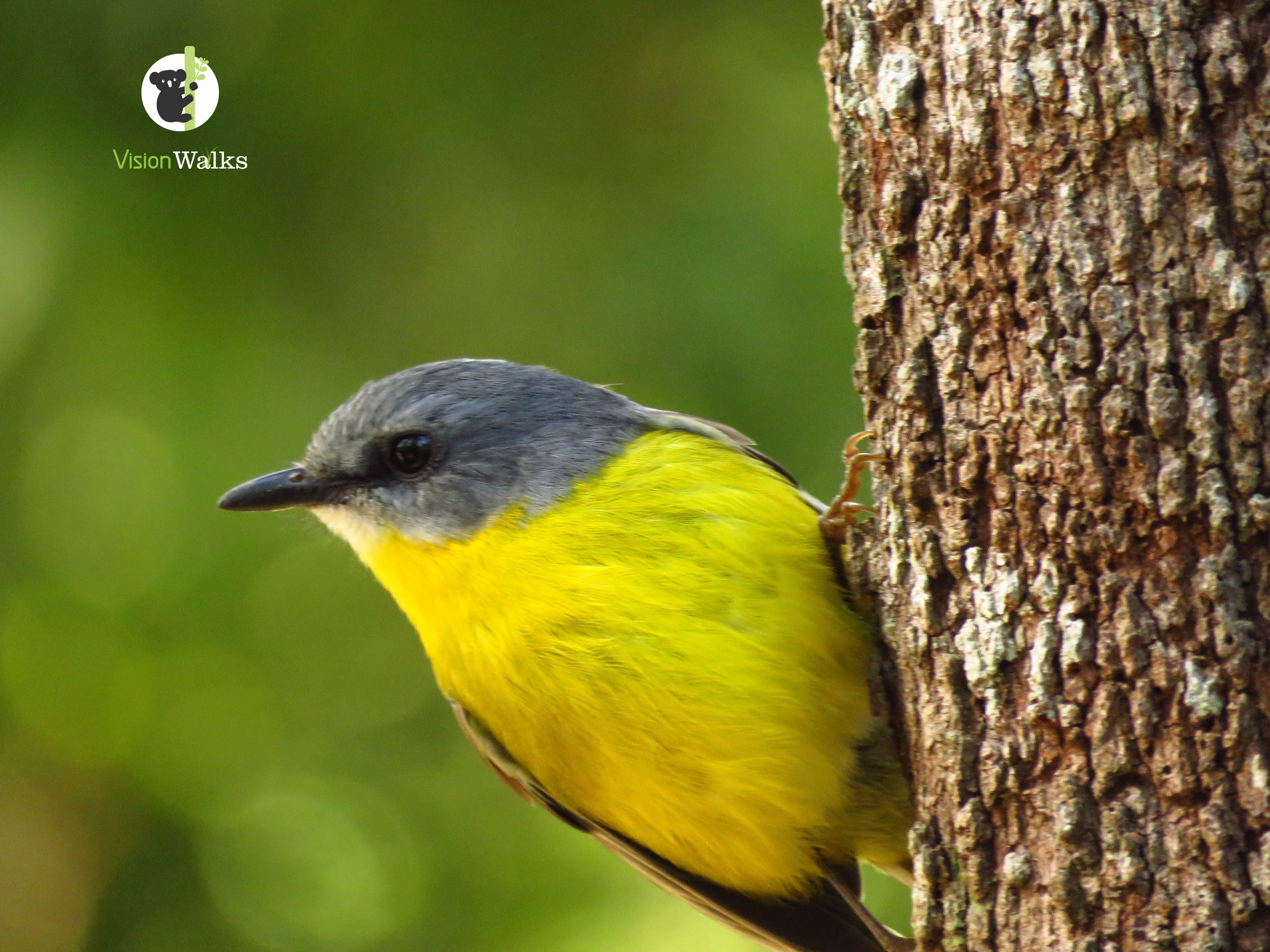 Minyon Falls (Long) Walk