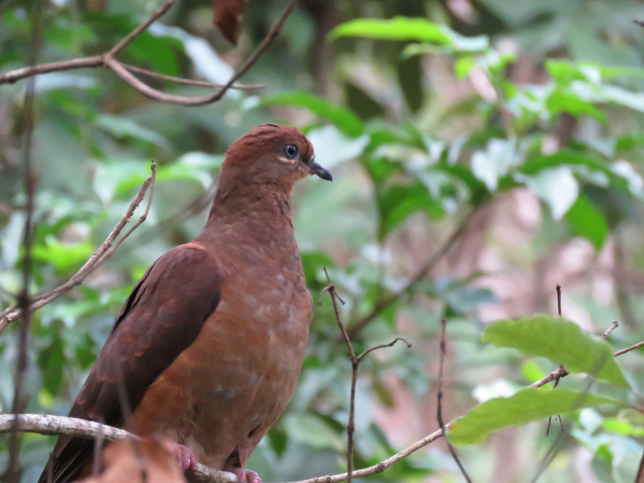 Minyon Falls (Long) Walk