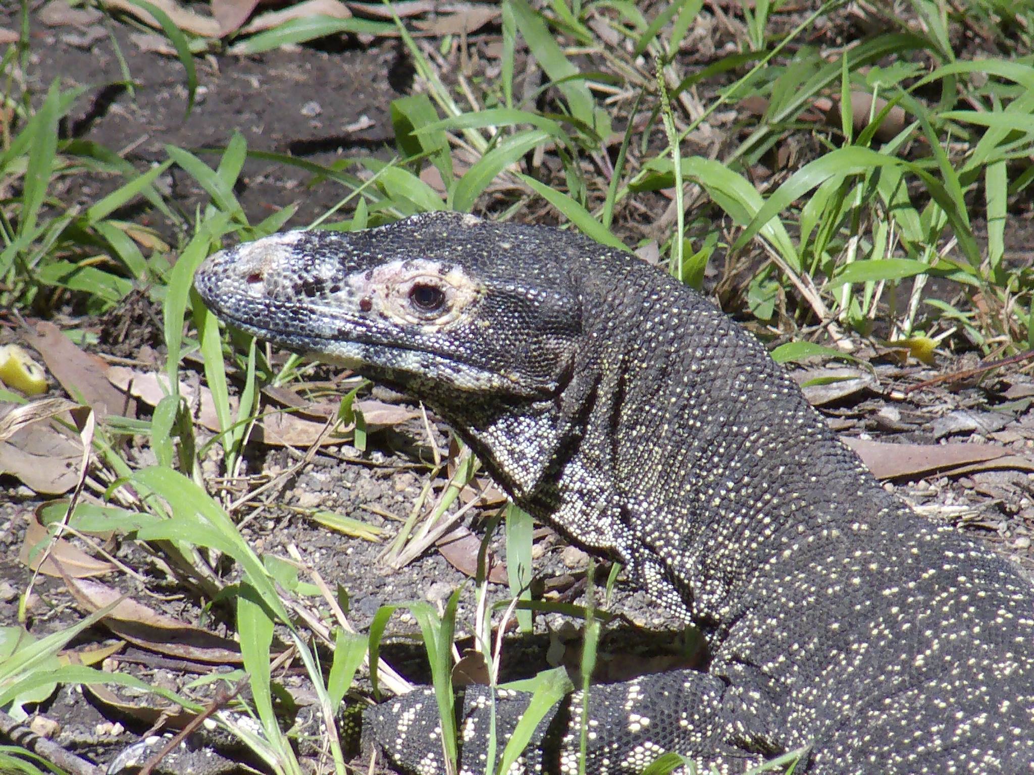 Minyon Falls (Long) Walk